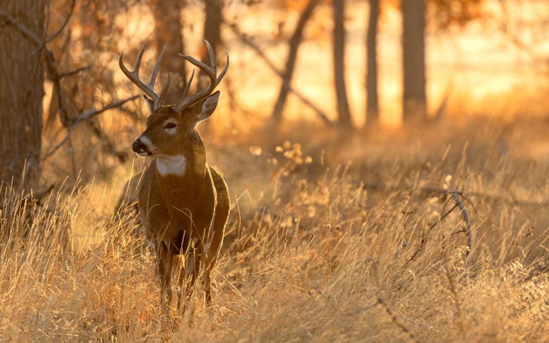 About that Buck
