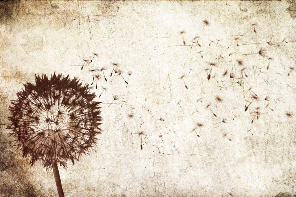 blowing dandelion background DisasterDraft