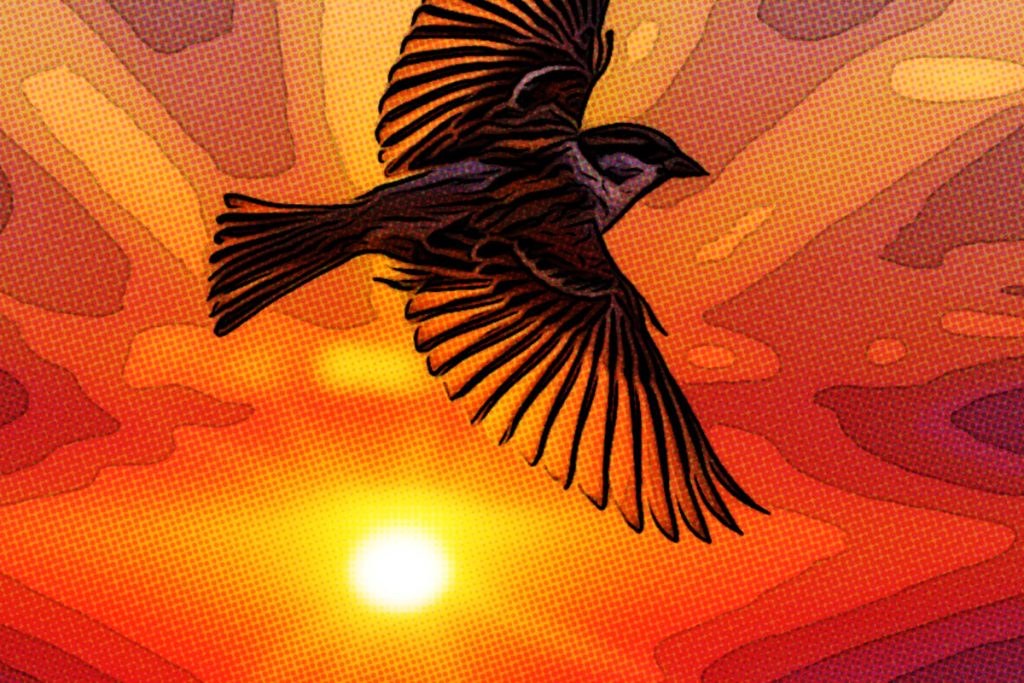 sunsparrow sunsparrow