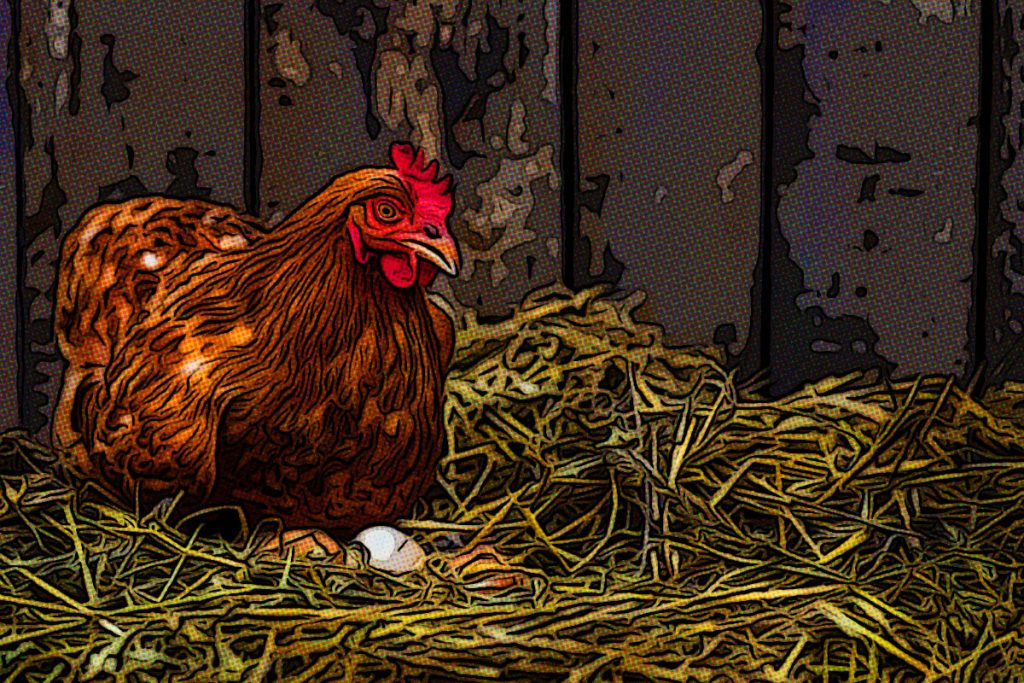 chicken chicken on nest with eggs, comic book style