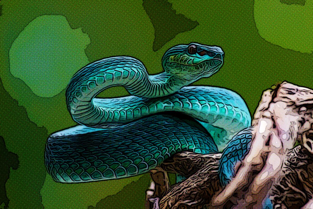 snake snake